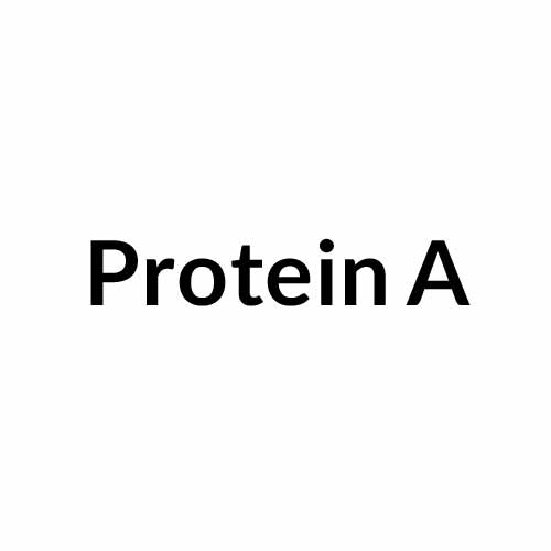 Protein-A.jpg}}